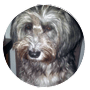 Wirth´s Profi BARF Hundefutter - Tibet Terrier Hund