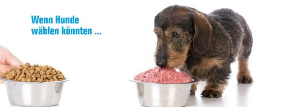 Wirth´s Profi BARF Hundefutter - Hund frisst