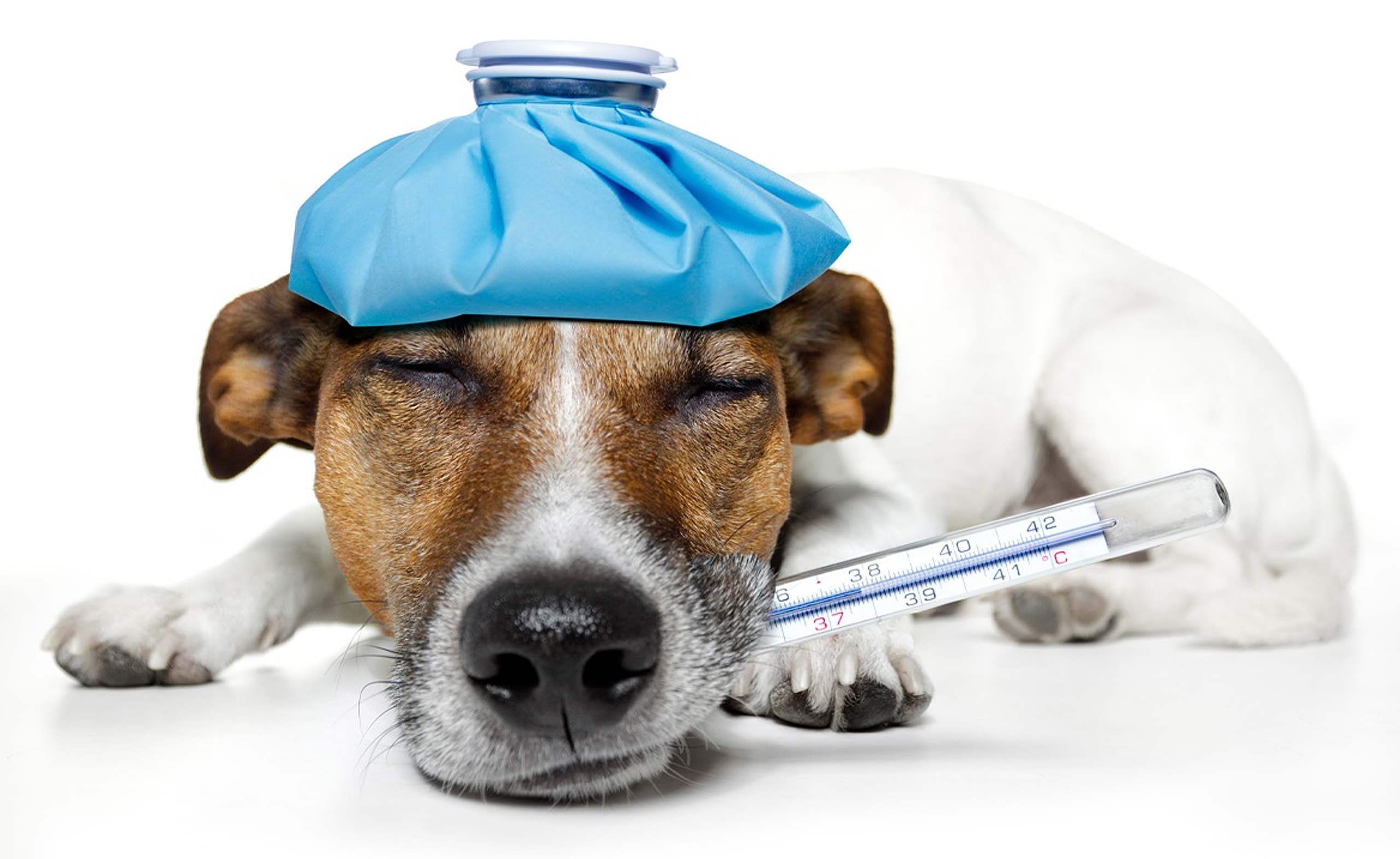 Wirth's Profi Barf Hundefutter - kranker Hund