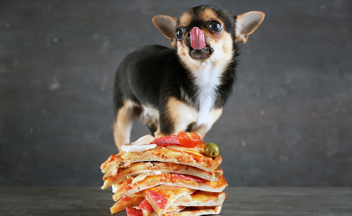 Wirth's Profi Barf Hundefutter - Vermenschlichung eines Hundes